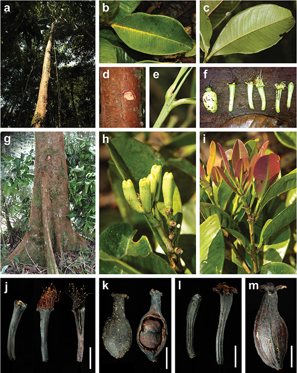 Karakter morfologi Syzygium balgooyi dan S. schumannianum. Sumber: Jurnal PhytoKeys