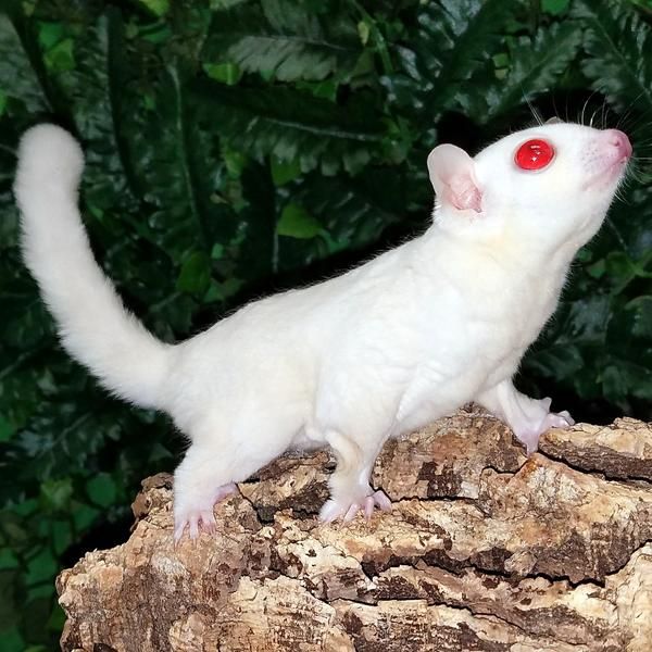 sugar glider jenis albino