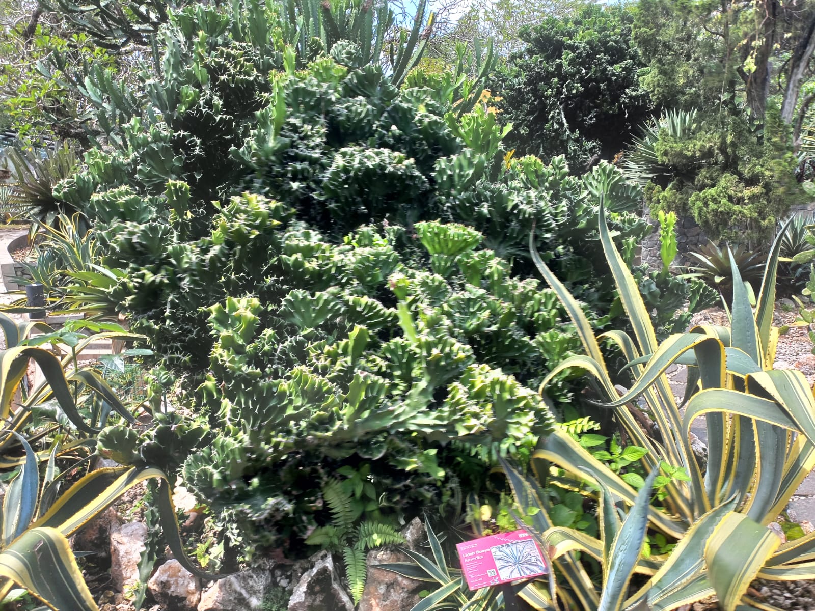 Koleksi Kaktus Kebun Raya Bogor