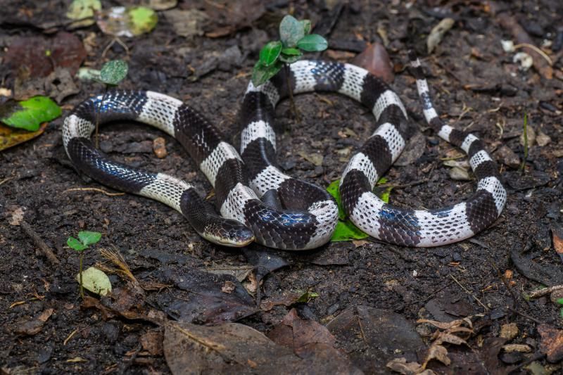 Mengenal ular weling | Malaya Krait/pinterest