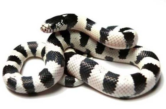 Gejala gigitan ular weling | love for pets/ pinterest