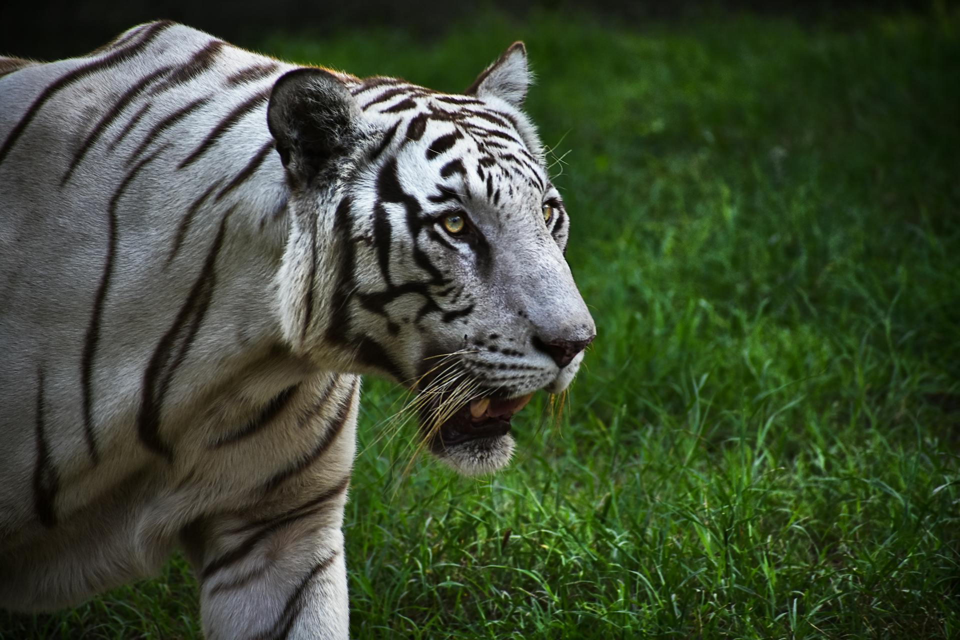 gambar macan putih khodam milik prabu siliwangi