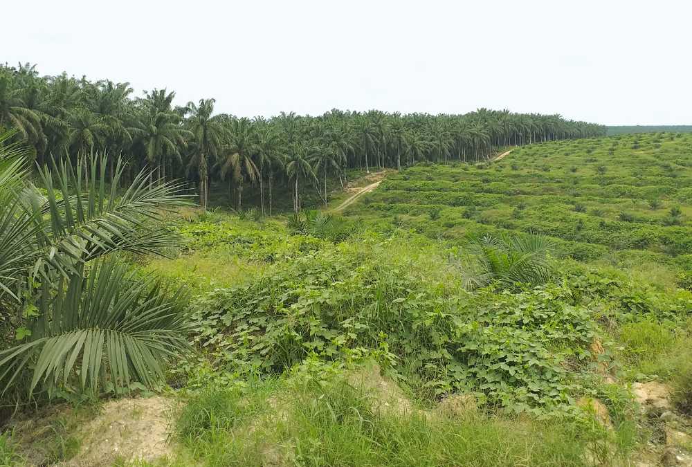 Alih fungsi lahan gambut di Pelalawan Riau