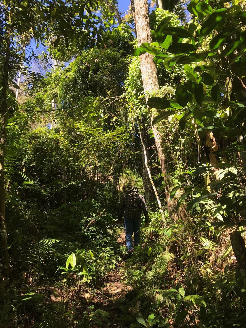 Hutan di Batusangkar | Dokumentasi Pribadi