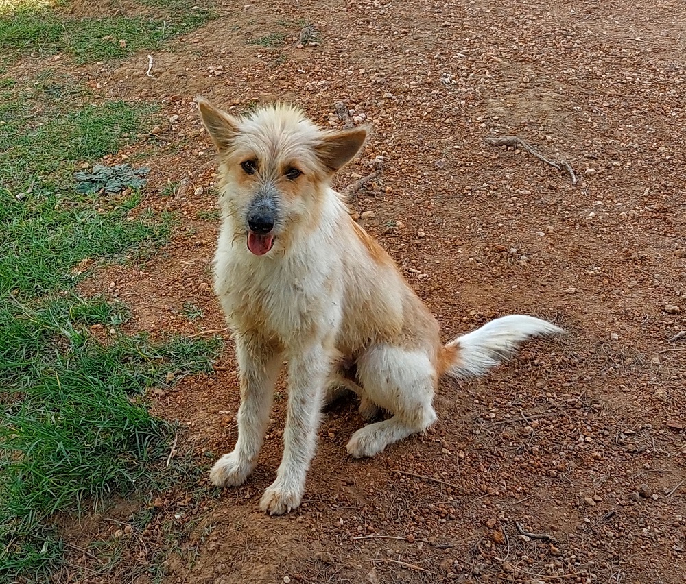 Kapuk, Anjing Ikonik di Bukit Pengilon