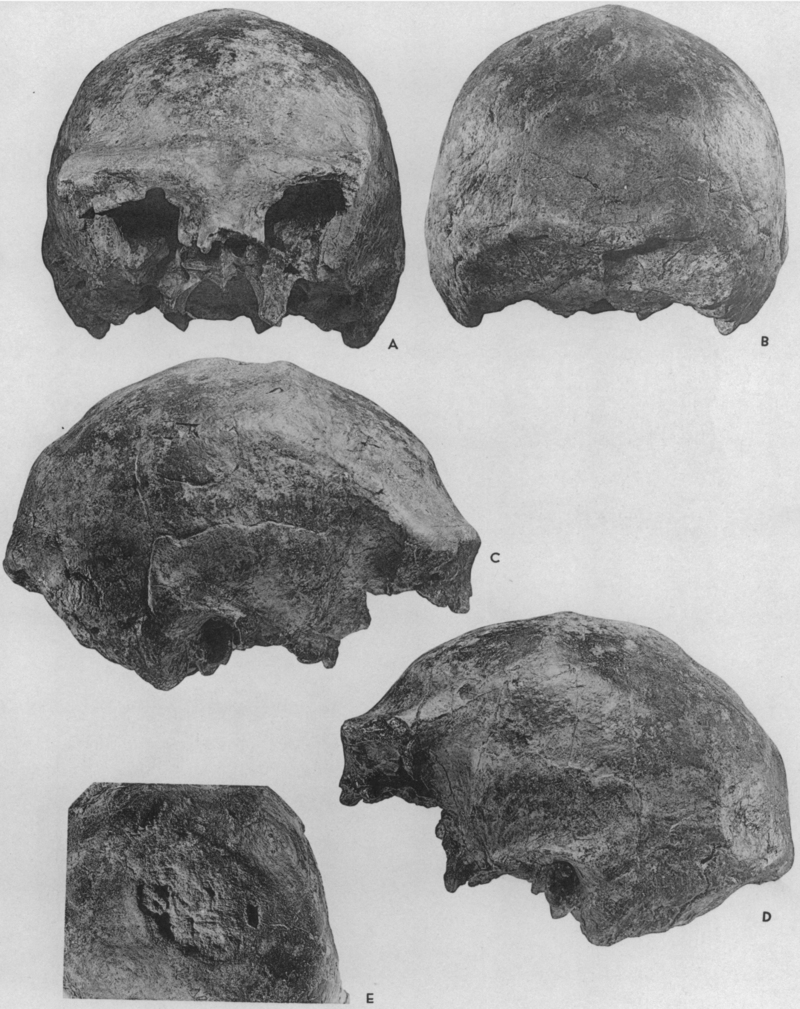 Tengkorak VI dari Ditus Ngandong, sebuah tengkorak hampir lengkap yang kemungkinan milik seorang wanita dewasa © Wikimedia/Franz Weidenreich