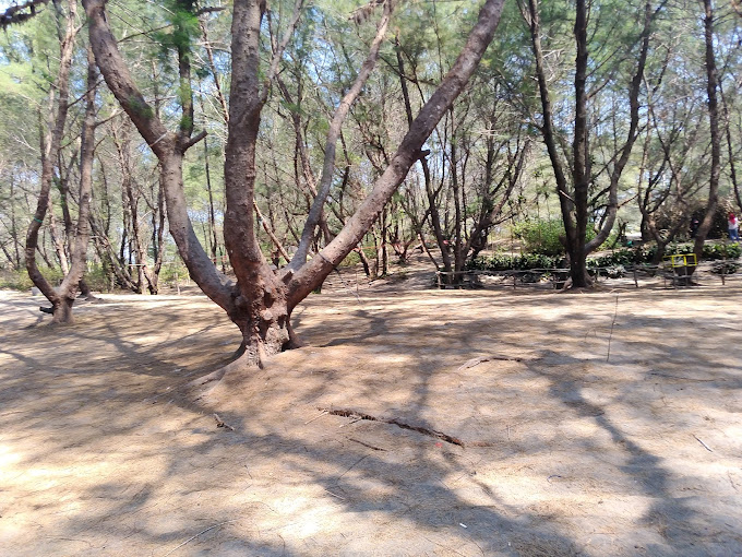 Deretan pohon cemara yang rimbun