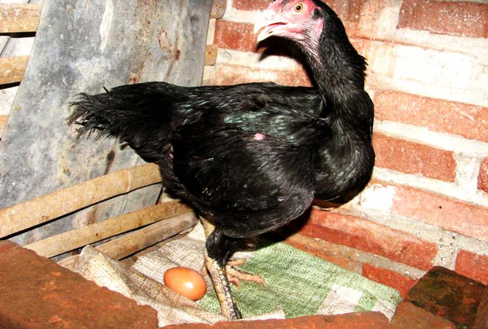 Ayam Bangkok Betina membutuhkan nutrisi dan vitamin saat musim bertelur: canva.com/MeiditaKS