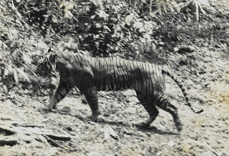 Harimau jawa yang terpantau di Ujung Kulon tahun 1938. | Wikimedia Commons/Andries Hoogerwerf (29 August 1906 – 5 February 1977)/Public domain