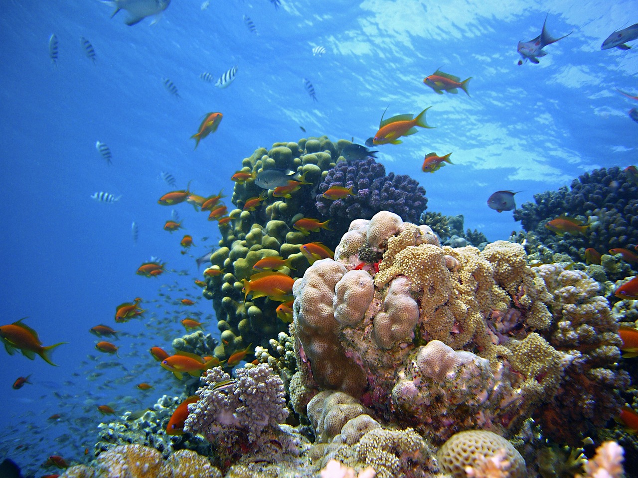 Terumbu karang | Foto:Joakant/pixabay.com