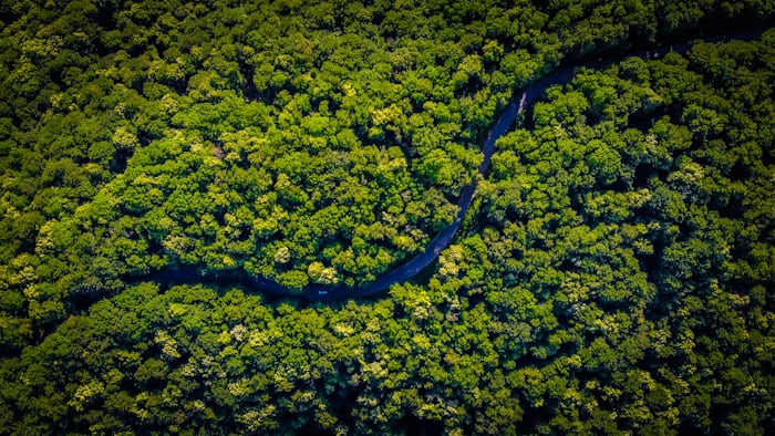 Ilustrasi Lebatnya Hutan Hujan Tropis
