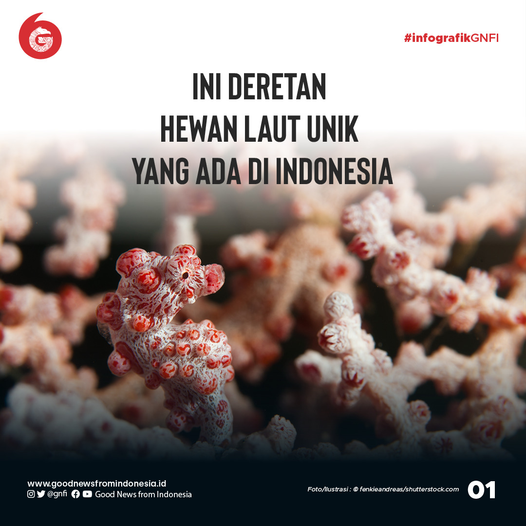Deretan Hewan Laut Unik yang Ada di Perairan Indonesia | Good News From Indonesia