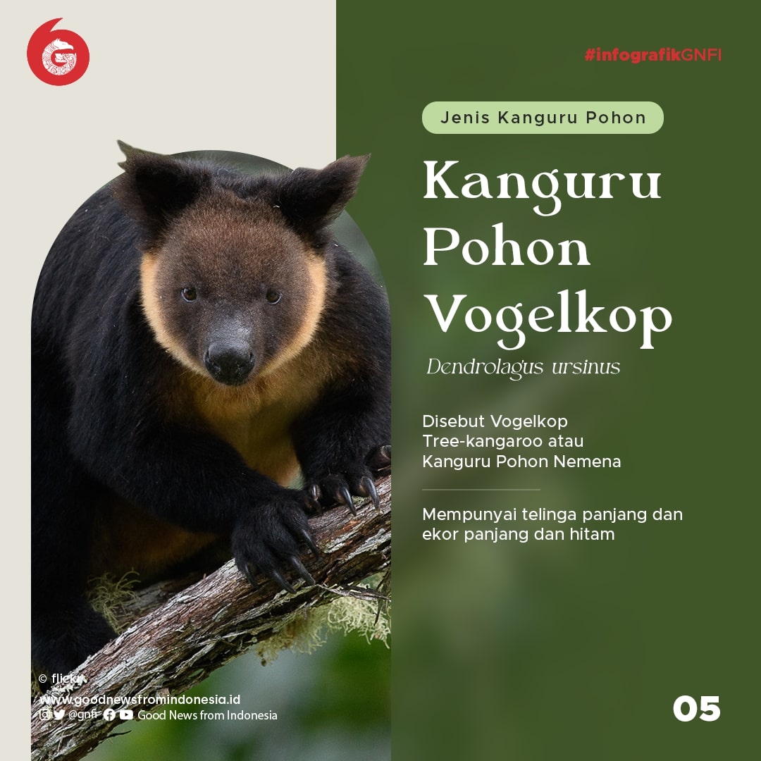 Ragam Kanguru yang Ada di Indonesia