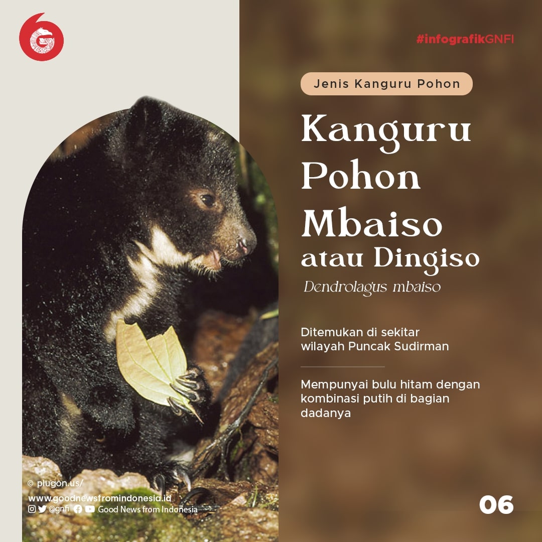 Ragam Kanguru yang Ada di Indonesia