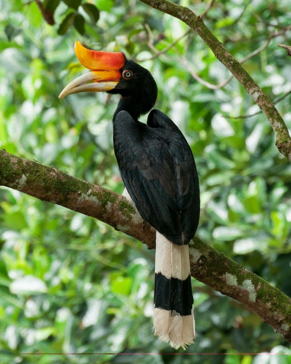 Spesies Burung  Rangkong Terbesar Asia Ada di Indonesia