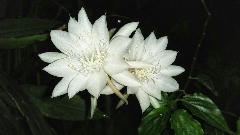 Bunga Wijayakusuma, Si Ratu Malam yang Langka | Good News ...