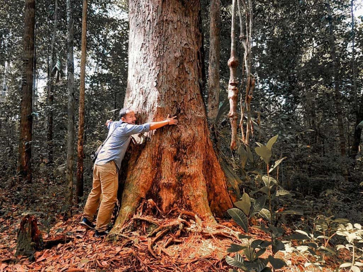 Tahukah Kamu Pohon  Terbesar Dunia Ada di Indonesia 