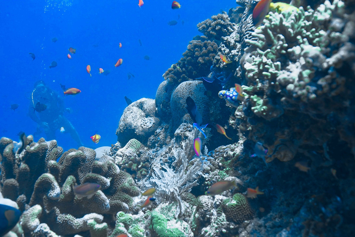 Taman Laut Olele Tawarkan Keindahan Koral Salvador Dali