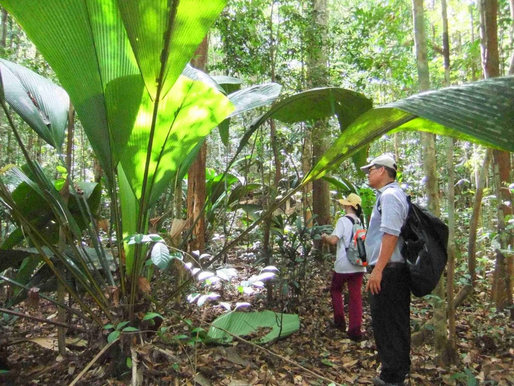 Berdaun Raksasa! Tanaman unik Ini Ditemukan di Sumatera Utara