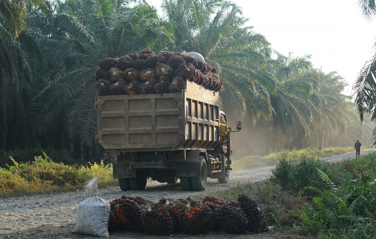 Perkebunan kelapa sawit terbesar di indonesia terdapat di pulau