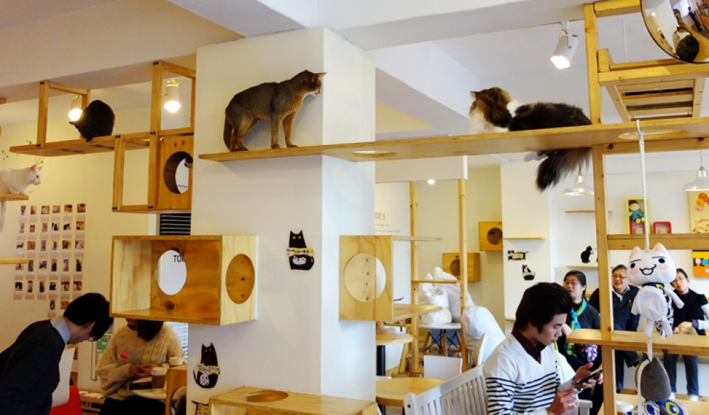 Cat Cafe Pertama di Indonesia