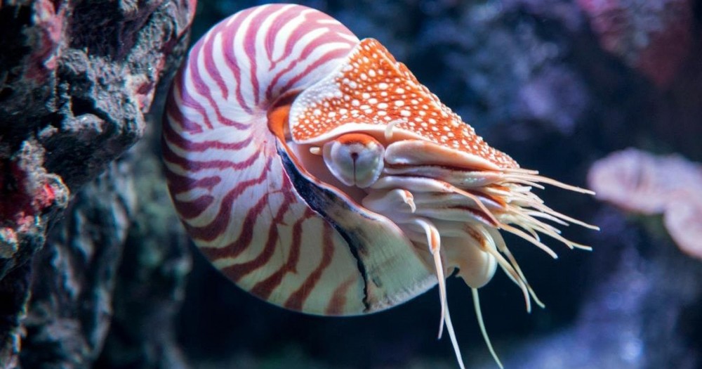 Mengenal Biota Laut| Nautilus Perenang Bercangkang