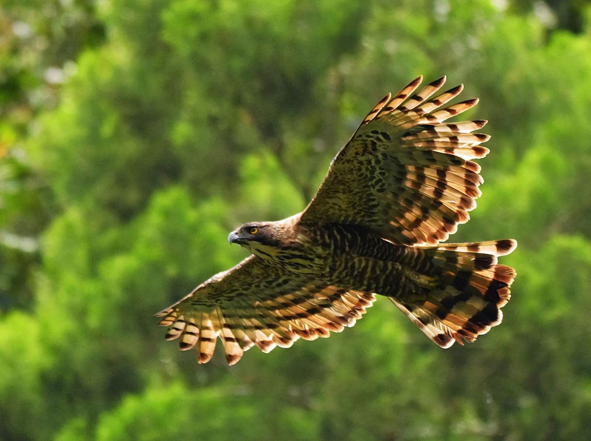 Mengenal Elang Jawa, Burung Legendaris Penjelmaan dari Garuda