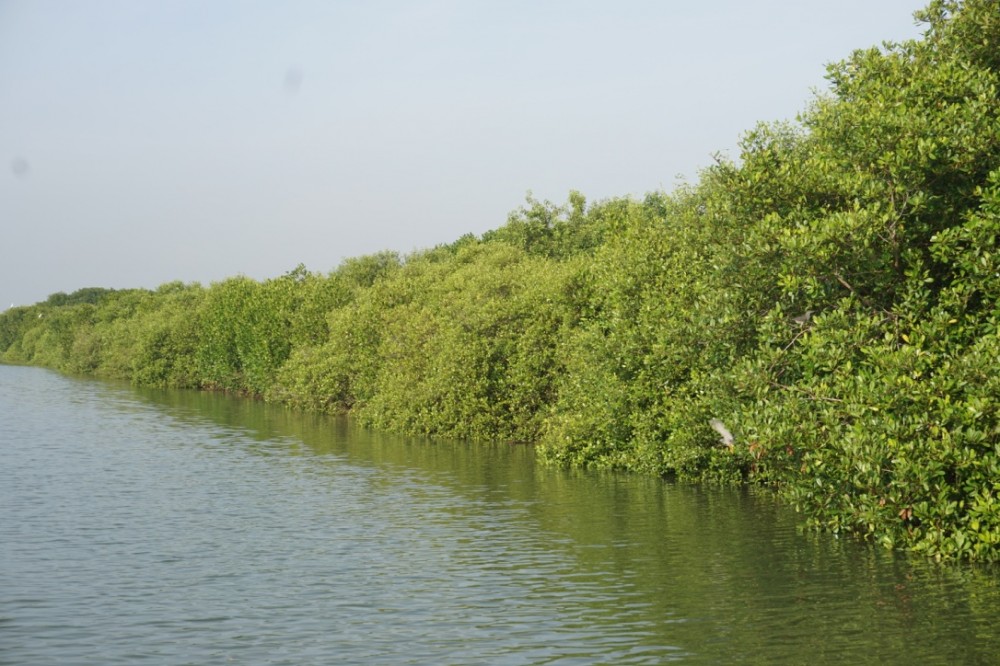 Mangrove Pasir Sakti yang Kini Hijau Lagi