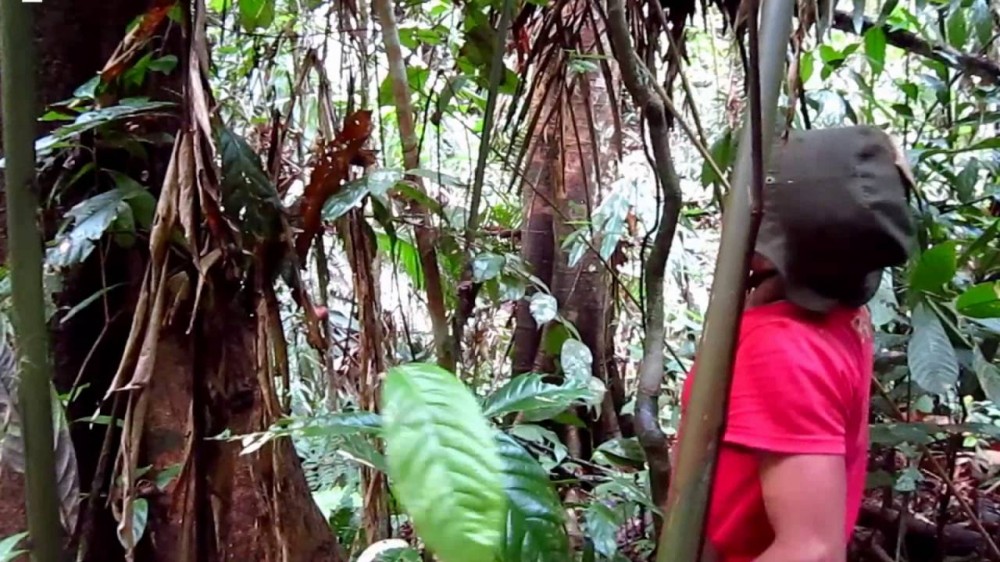 Mulai Langka di Hutan, Suku Anak Dalam Budidaya Jernang
