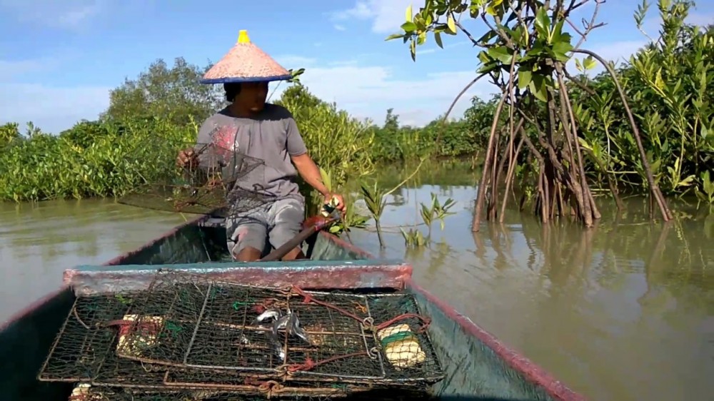 Nelayan Kepiting Ini Merasakan Manfaat Rehabilitasi Mangrove
