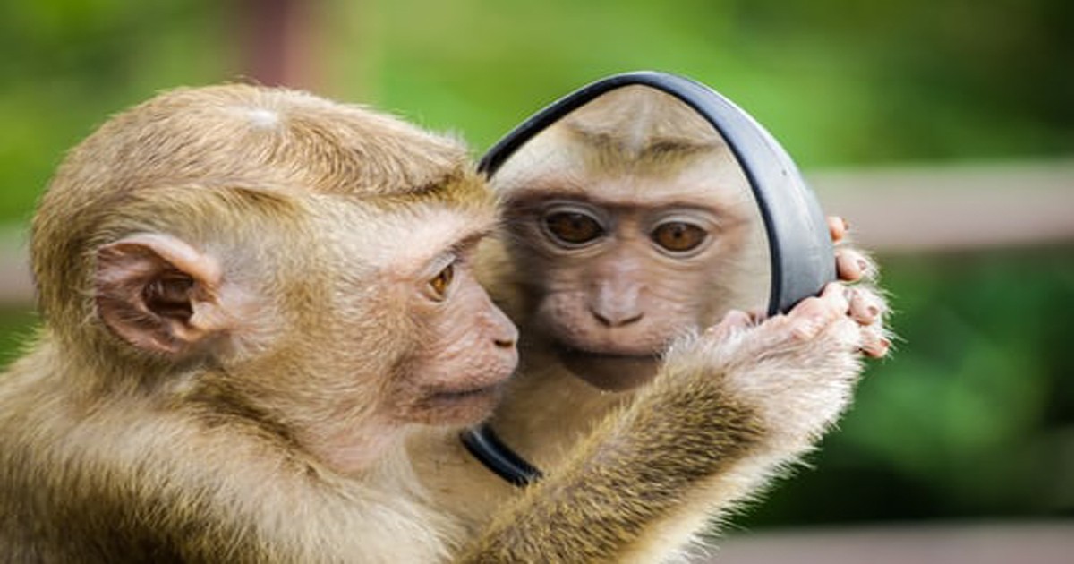 Kera dan Monyet, Bedanya Apa Sih?