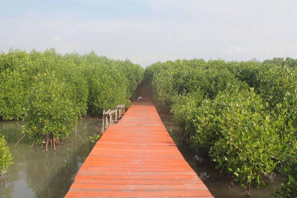 nama lain hutan mangrove adalah