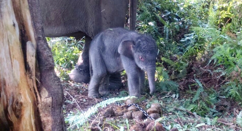 Taman Nasional Tesso Nilo Tambah Ramai Berkat Lahirnya Anak Gajah Ini