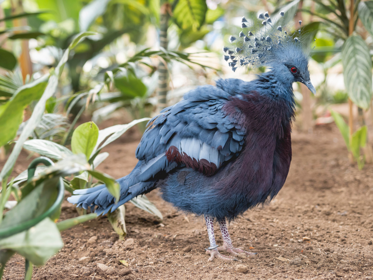 Mambruk, Burung Dara Endemik Papua dengan Mahkota Terindah