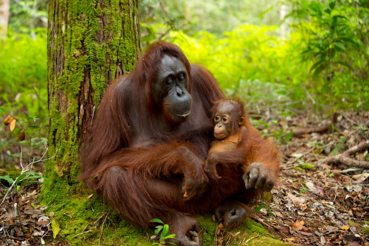 Orangutan Kalimantan Terancam Punah, Perlindungan Apa yang Bisa Dilakukan?