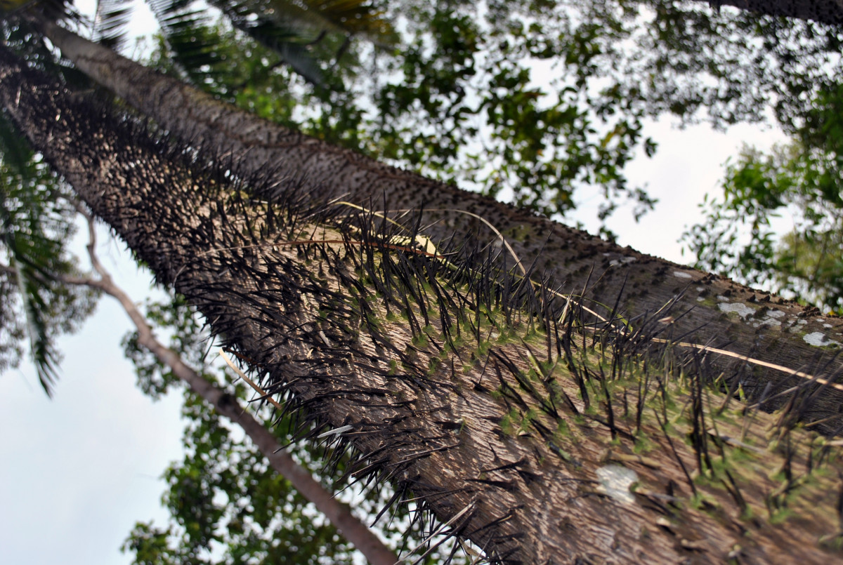 Pohon Nibung, Tanaman Multifungsi yang Jadi Simbol Persatuan Masyarakat Riau