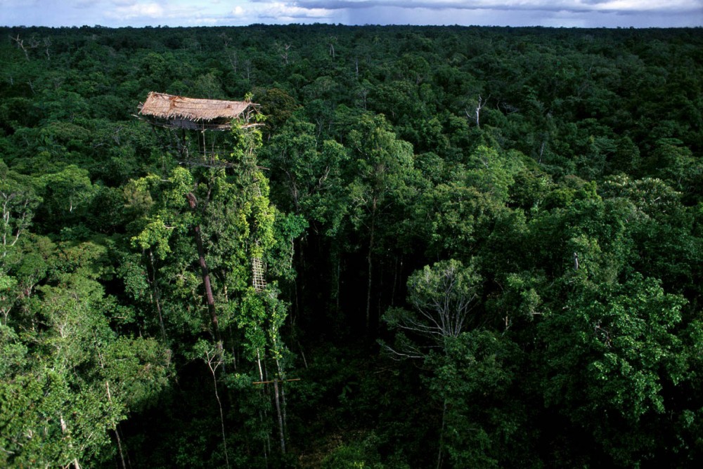 Mengintip Kebiasaan Suku Korowai, Pemilik Rumah Pohon Tertinggi di Papua