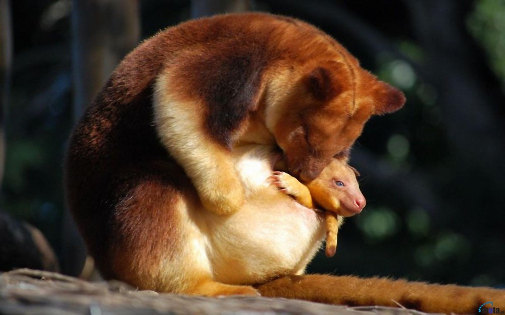 Mengenal Kanguru Asli Indonesia