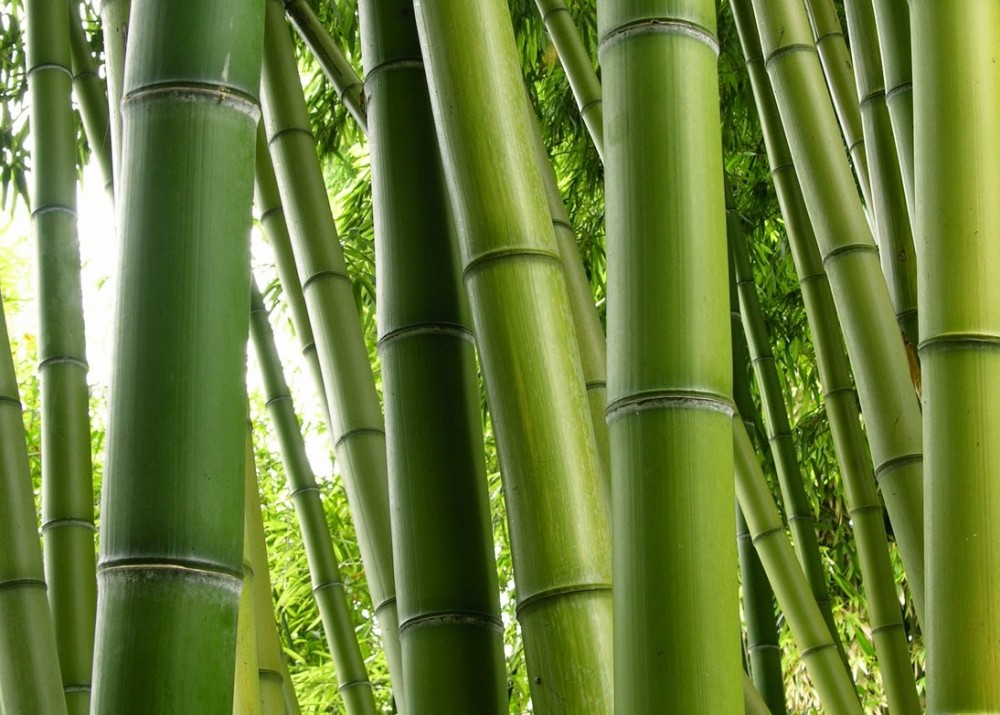 Inovasi Unik dari Serat Bambu 