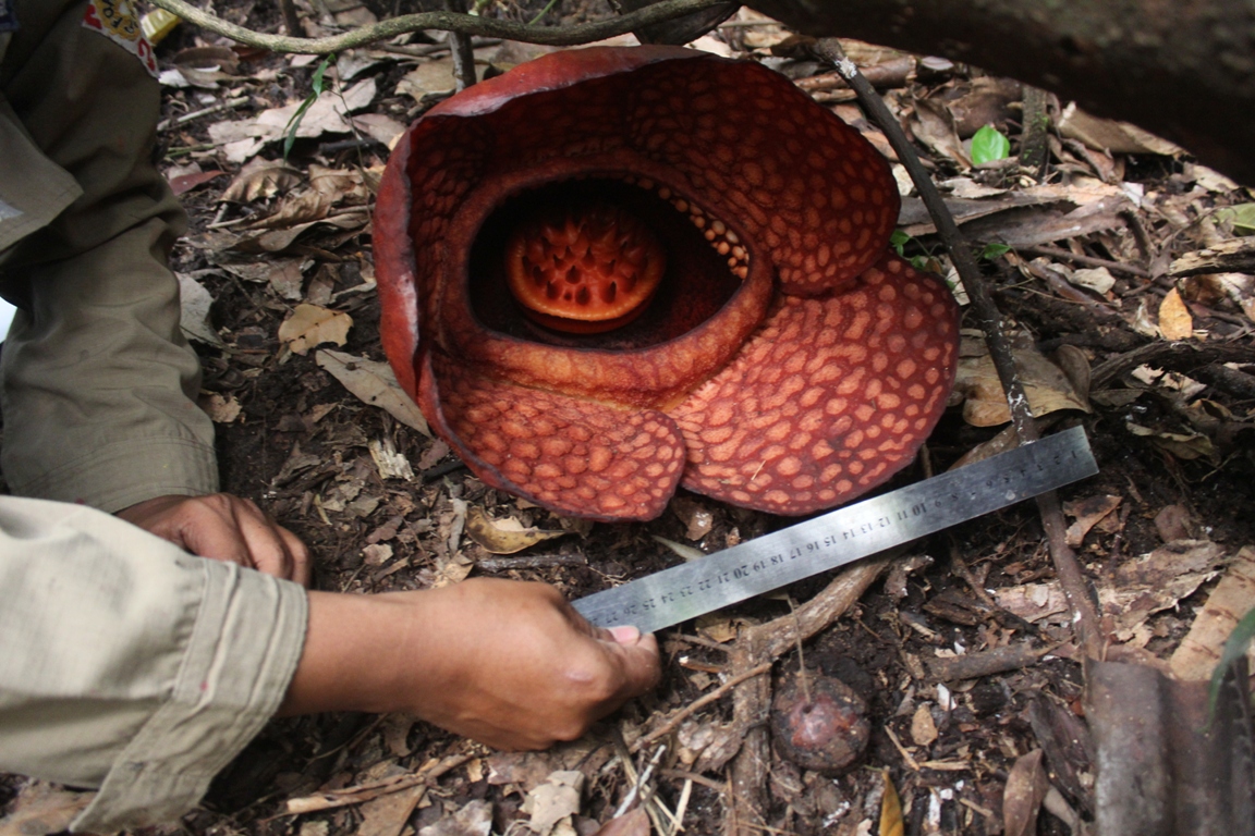  Rafflesia  Gadutensis Bunga  Langka yang Hanya  Ada di  
