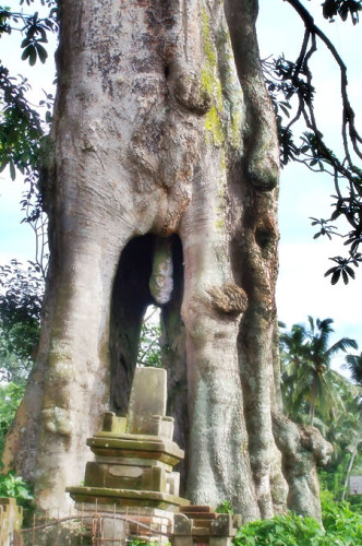 2. pohonlanang-wadon