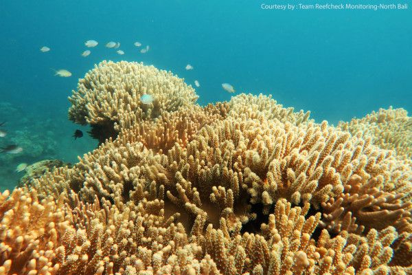 Pemantauan kondisi terumbu karang di perairan Bali utara. Secara umum kondisi terumbu karang di Bali utara relatif baik. Foto : Reef Check Indonesia
