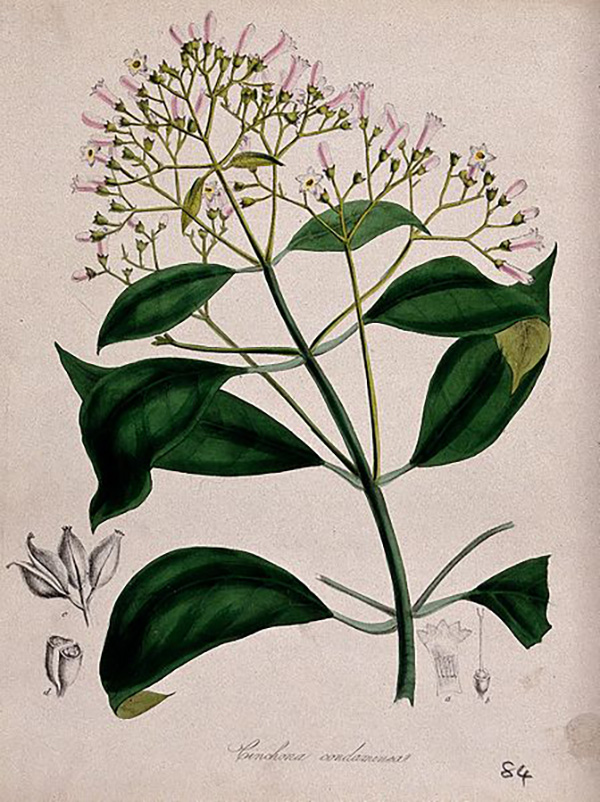 Bunga dan daun kina. Sumber: Wikimedia Commons/Coloured lithograph after M. A. Burnett, c. 1842/Iconographic Collections/ Creative Commons Atribusi 4.0 Internasional