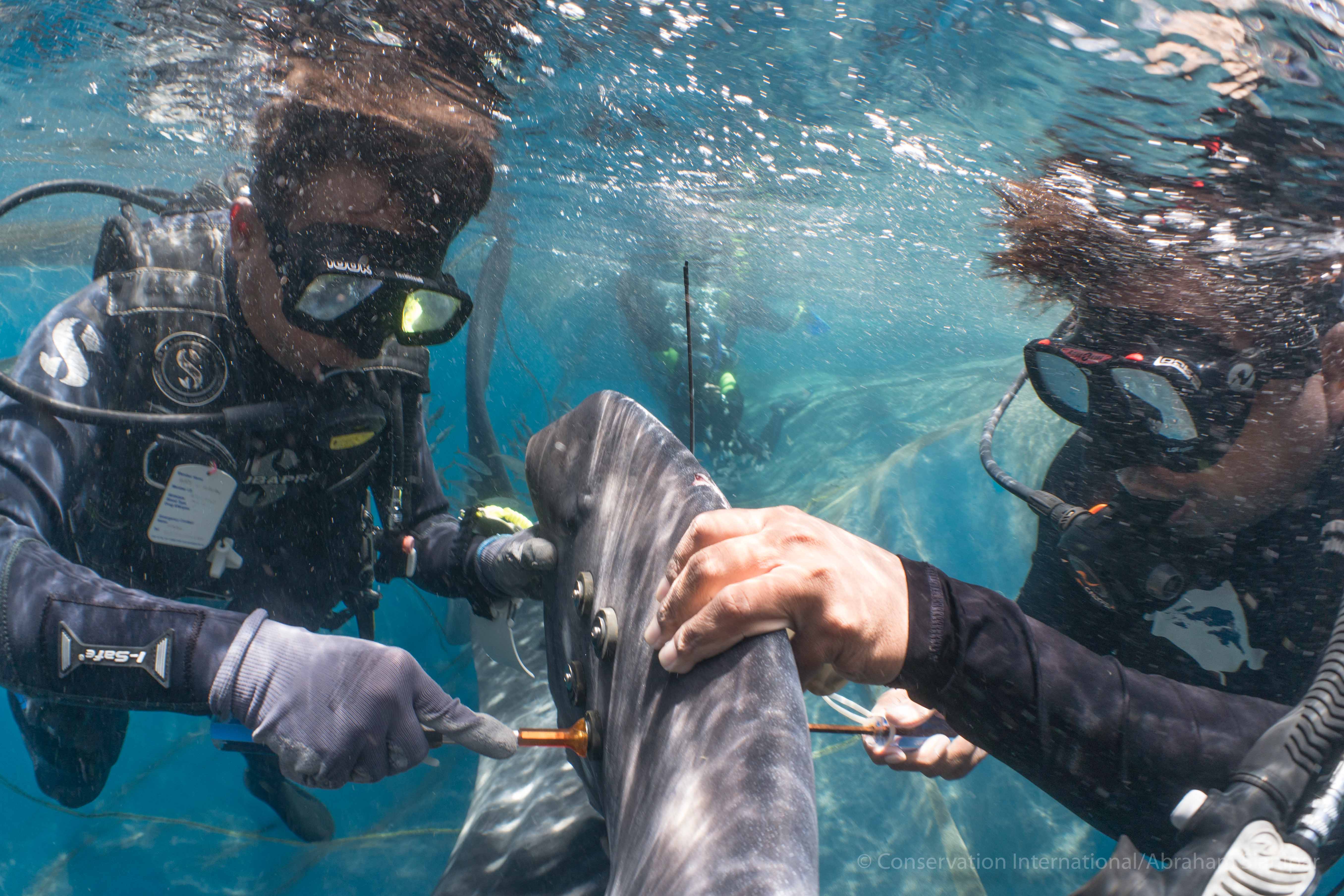 Pemasangan tag satelit di hiu paus | Foto: Abraham Sianipar/Conservation International