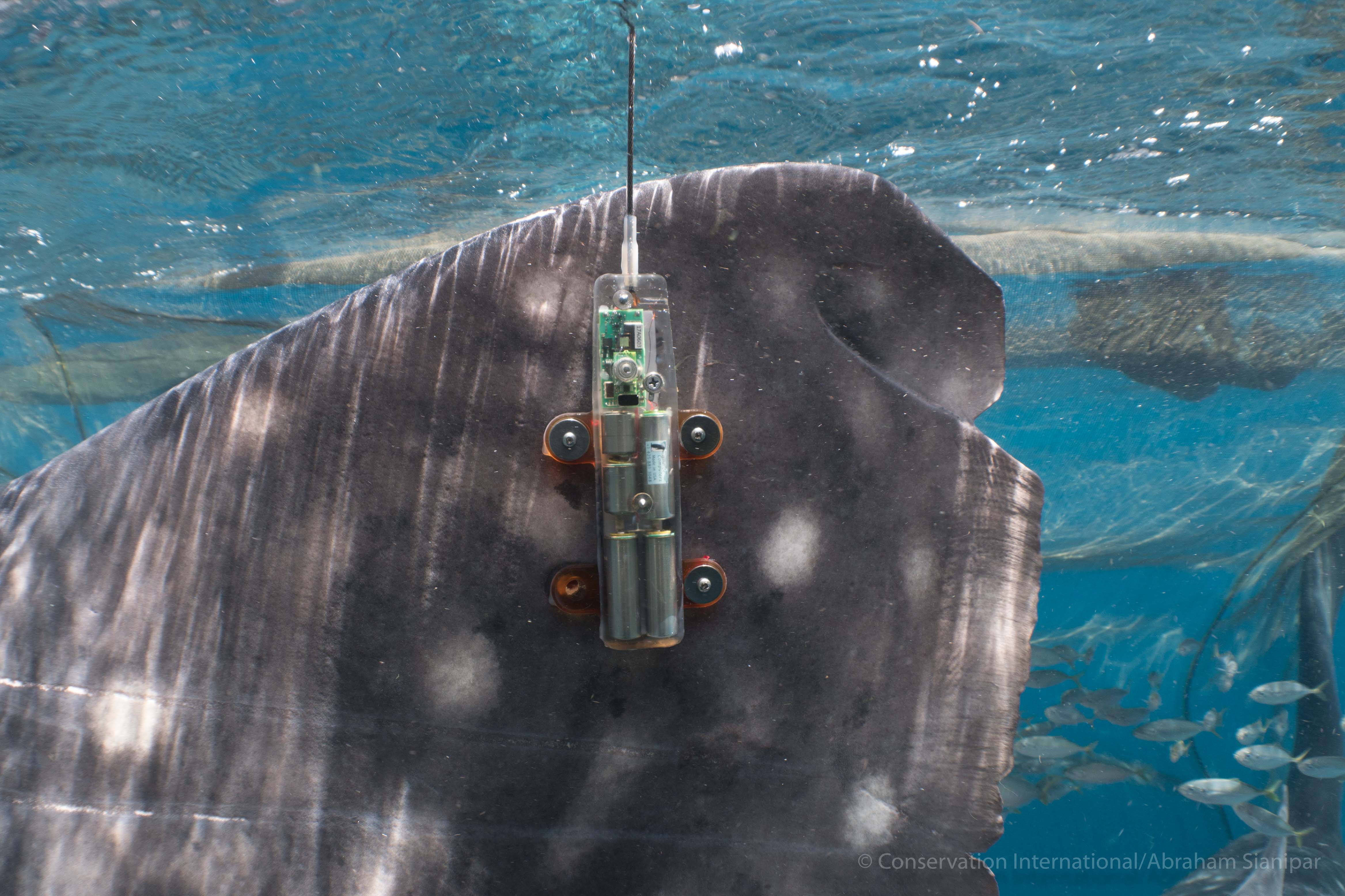 Tag satelit yang terpasang di hiu paus | Foto: Abraham Sianipar/Conservation International