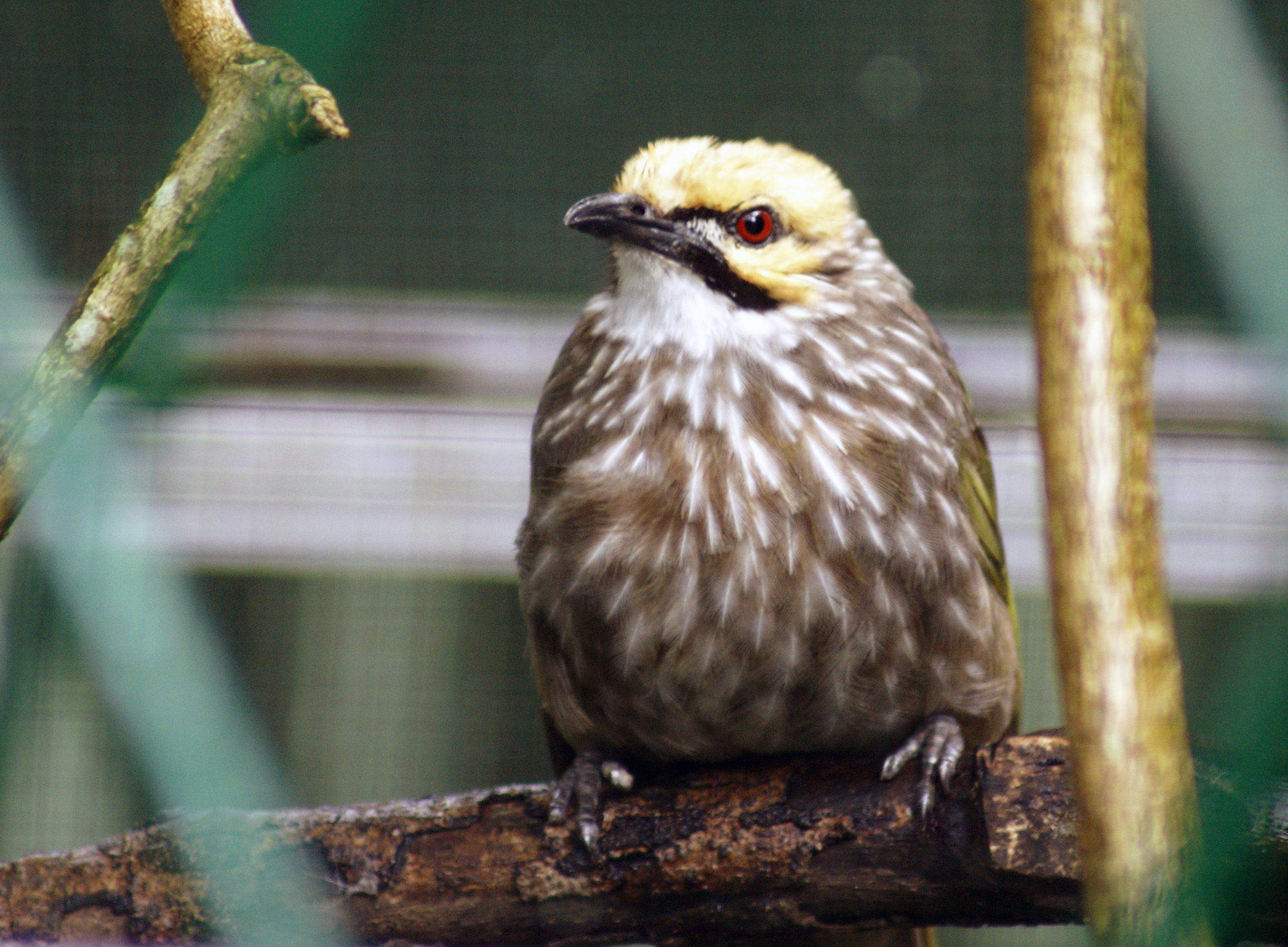 Cucak Rawa, salah satu burung langka di Indonesia | Foto: Burung Indonesia
