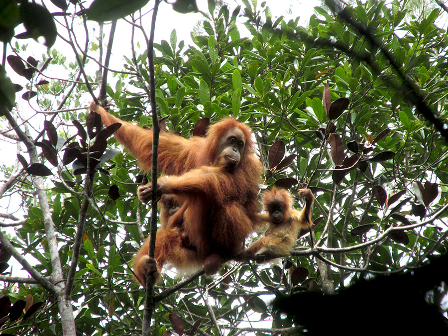 Orangutan Tapanuli dan anaknya | Foto: Mongabay