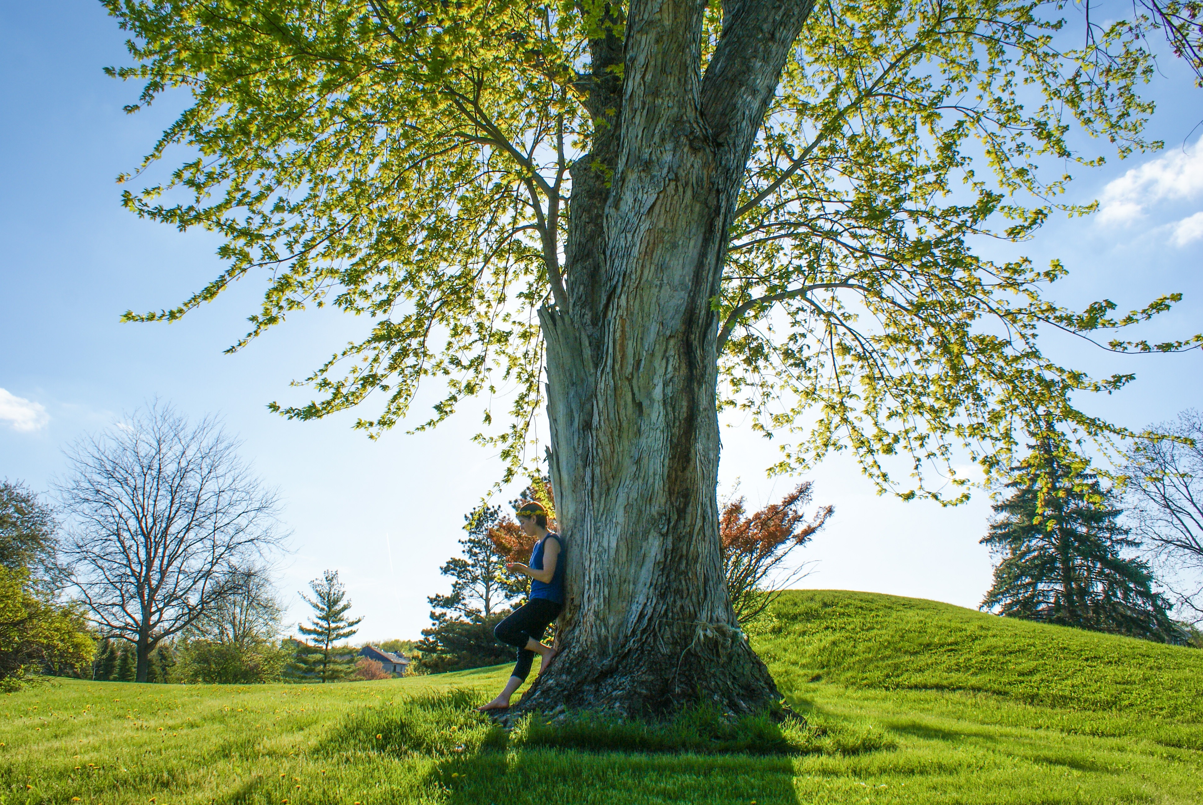 Beragam manfaat bisa diberikan oleh sebatang pohon | Foto: Kristy Kravchenko/Unsplash