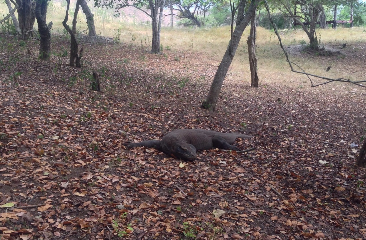 Salah Satu Komodo di Pulau Rinca