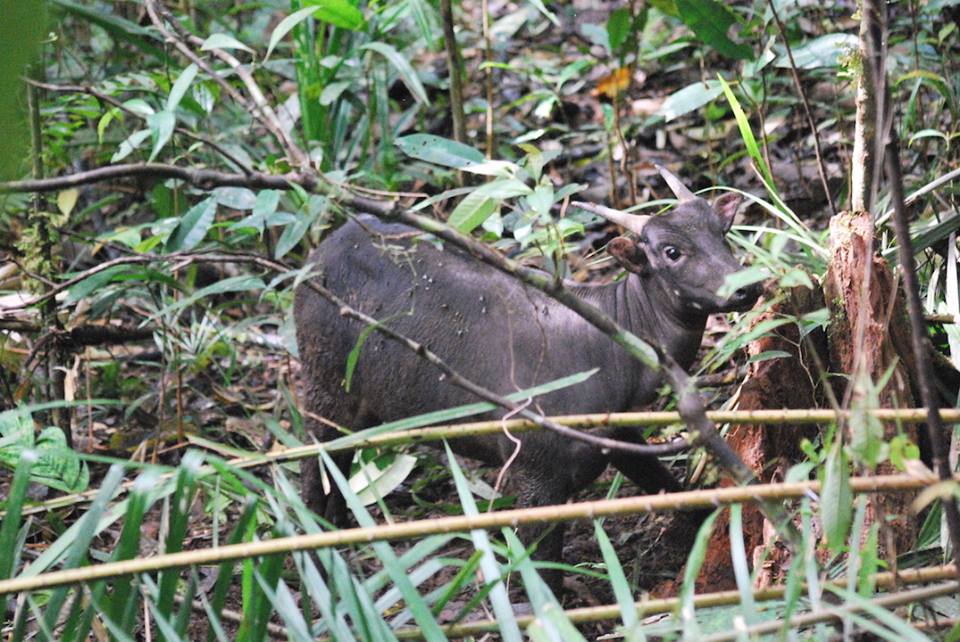Anoa dataran rendah. Foto: akun Facebook Taman Nasional Bogani Nani Wartabone